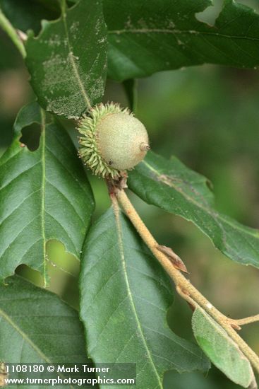 Tanoak acorn & foliage detail