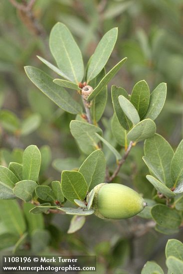 Huckleberry Oak acorn & foliage