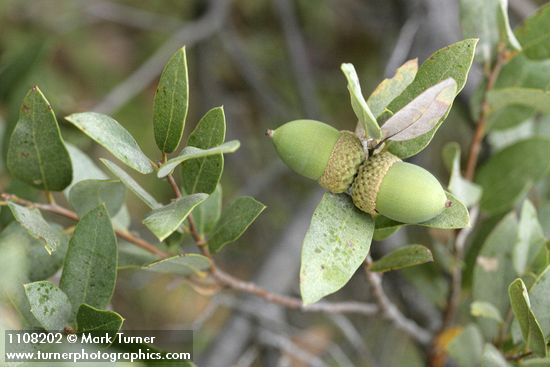 Huckleberry Oak acorns & foliage