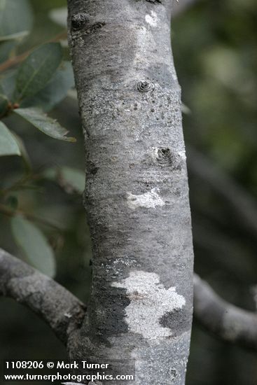 Huckleberry Oak bark