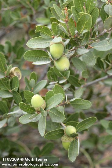 Huckleberry Oak acorns among foliage