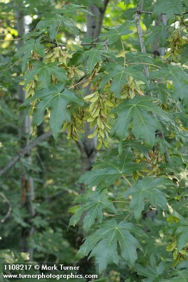 Bigleaf Maple samaras among foliage