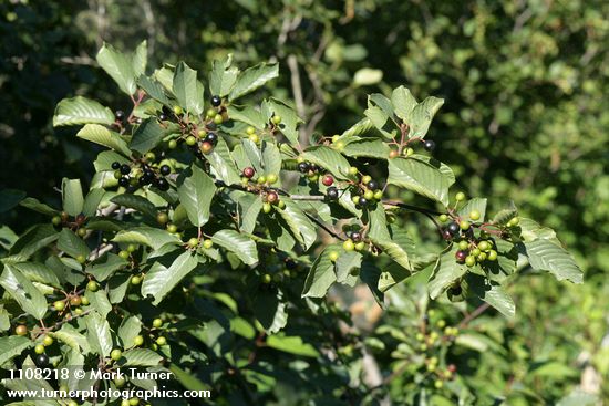 California Buckthorn (Coffeeberry) fruit & foliage