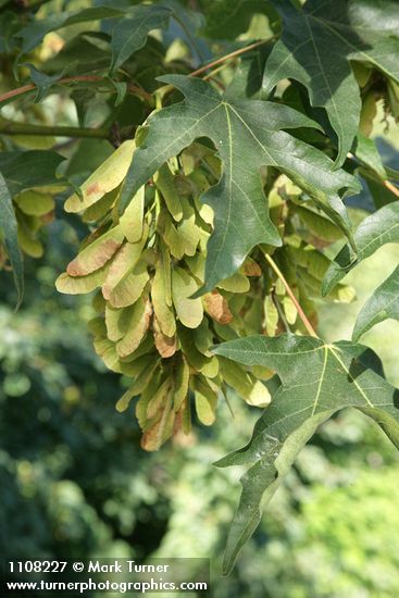 Bigleaf Maple samaras among foliage