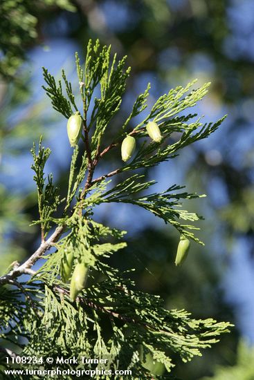 Incense-cedar cones & foliage