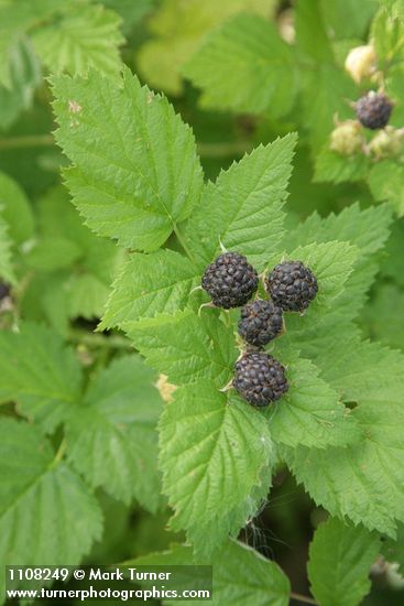 Blackcap Raspberry fruit & foliage