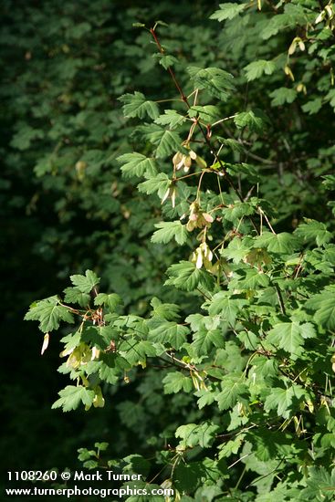Torrey Maple samaras among foliage