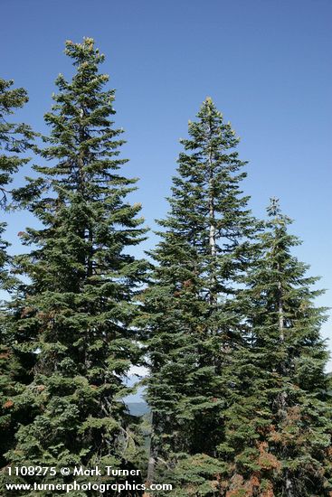 Shasta Red Firs