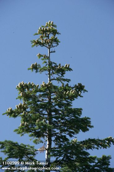 Noble Fir crown w/ cones