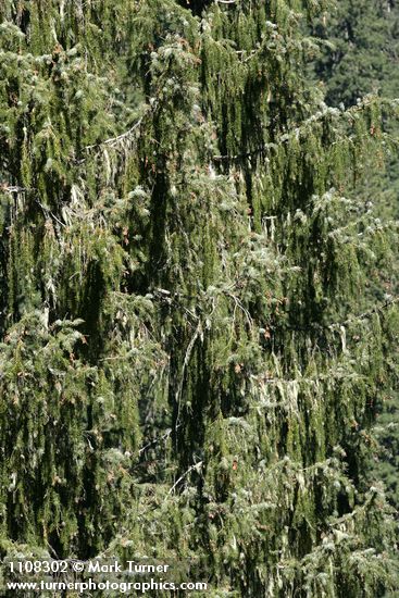 Brewer Spruce boughs