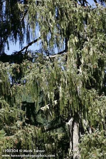 Brewer Spruce boughs