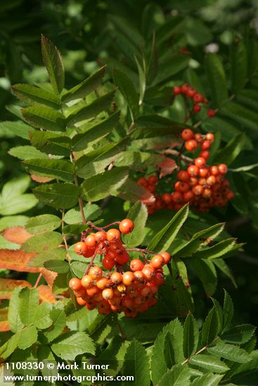 Cascade mountain ash fruit among foliage