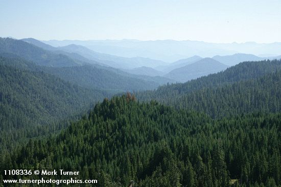 Dense conifer forest in Indian Creek Drainage, view south to Klamath River valley [pan 4 of 7]