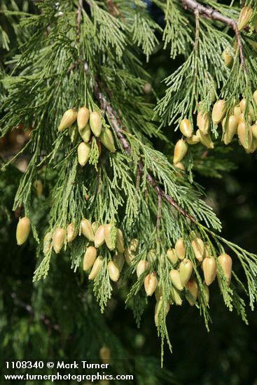Incense-cedar Cones among foliage