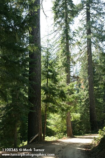 Sugar Pines at edge of forest road