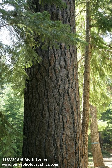 Sugar Pine trunk