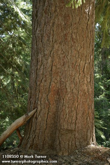 Sugar Pine trunk