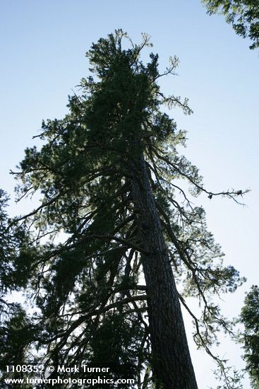 Sugar Pine crown