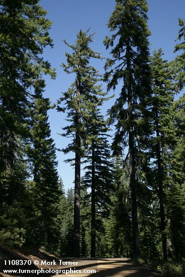 Sugar Pines at edge of forest road