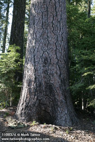 Sugar Pine trunk