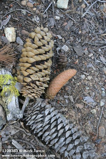 Sugar Pine fallen mature & fresh cones