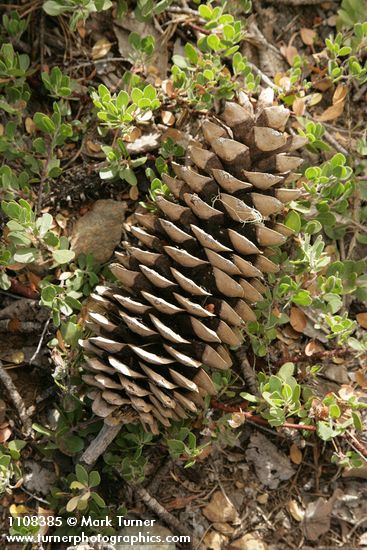 Sugar Pine fallen cone among Kinnickinnick foliage