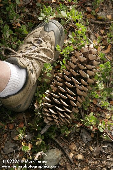Sugar Pine fallen cone among Kinnickinnick foliage w/ man's size 8 shoe