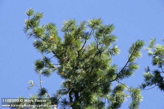 Sugar Pine foliage against blue sky