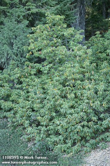 Golden Chinquapin, shrub form