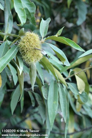 Golden Chinquapin burs among foliage