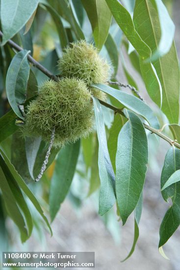 Golden Chinquapin burs among foliage