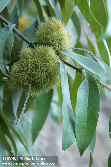 Golden Chinquapin burs among foliage