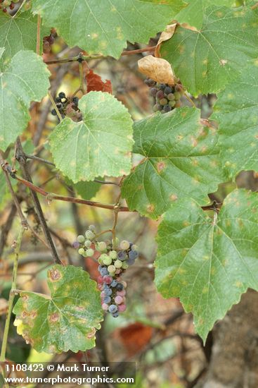 California Wild Grape ripening fruit among foliage