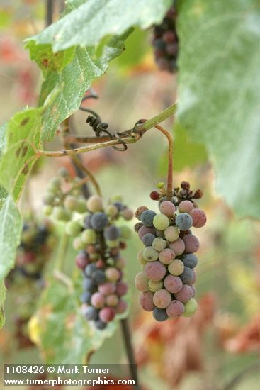 California Wild Grape ripening fruit among foliage