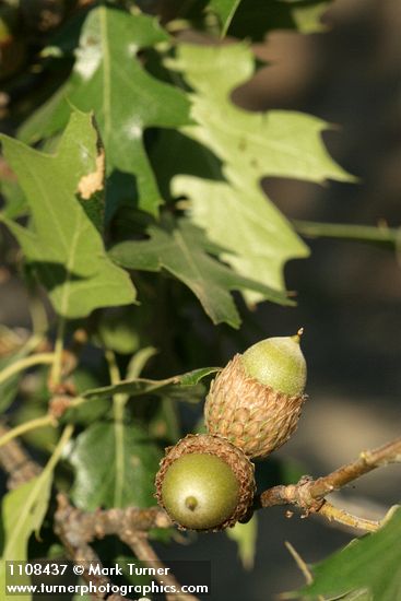 California black oak acorns among foliage
