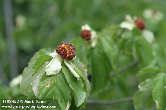 Pacific Dogwood fruit among foliage