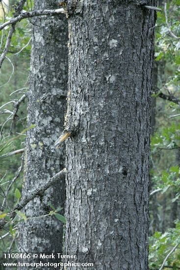 Knobcone Pine trunks