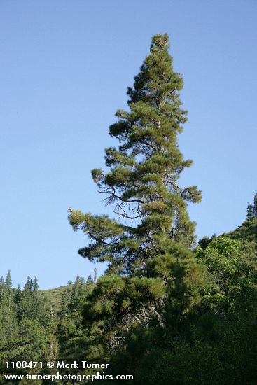 Knobcone Pine against blue sky