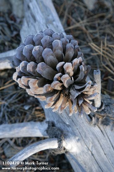 Knobcone Pine cone still attached to fallen trunk