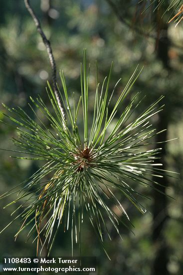 Knobcone Pine foliage