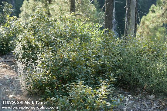 Golden Chinquapin bush form