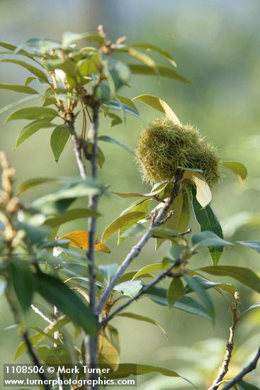 Golden Chinquapin burs among foliage