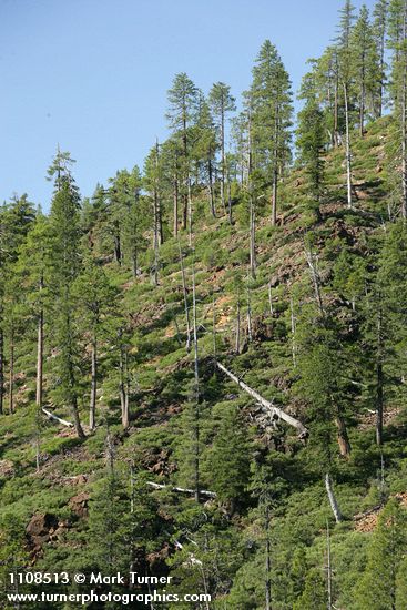 Knobcone Pines on hillside