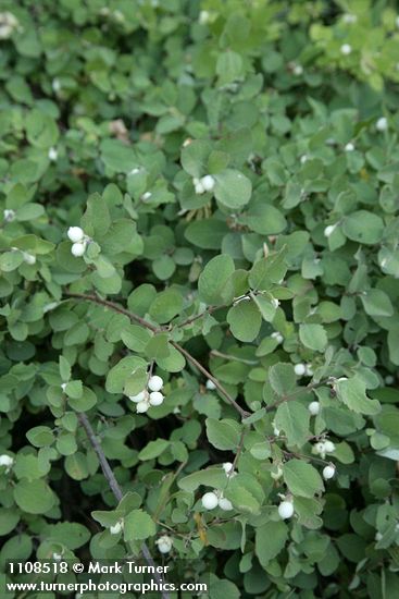 Creeping Snowberry