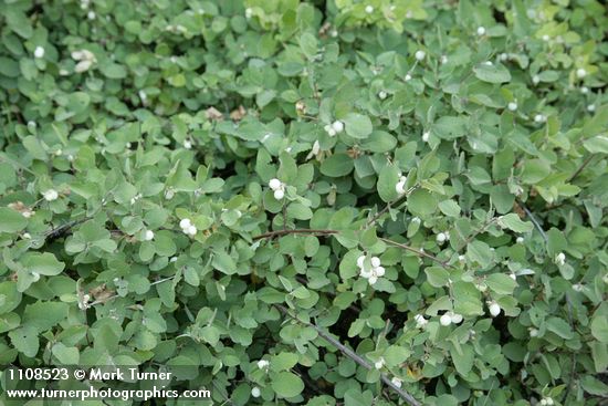 Creeping Snowberry