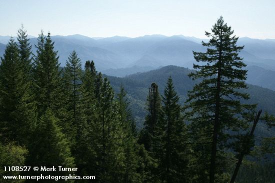 Klamath mountains conifer landscape w/ Douglas-fir; Ponderosa Pine; Knobcone Pines [pan 1 of 6]