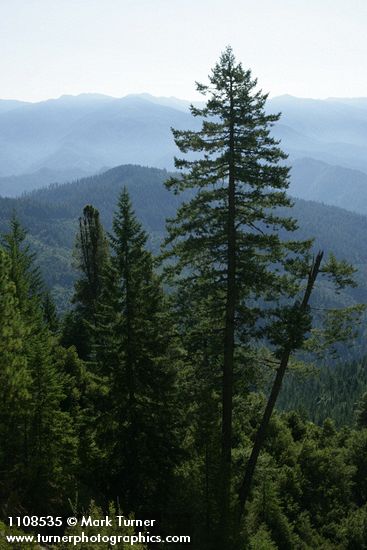 Klamath mountains conifer landscape w/ Douglas-fir; Ponderosa Pine; Knobcone Pine