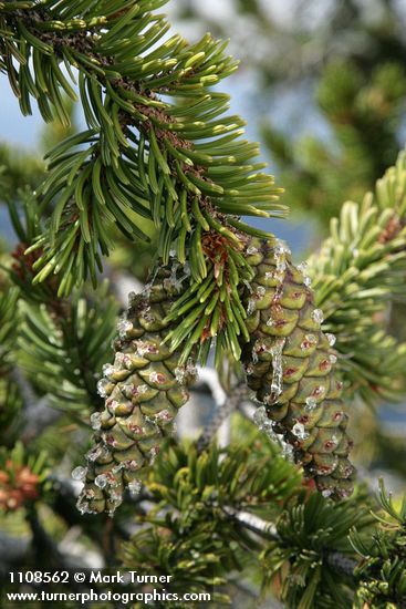 Foxtail Pine foliage & immature cones