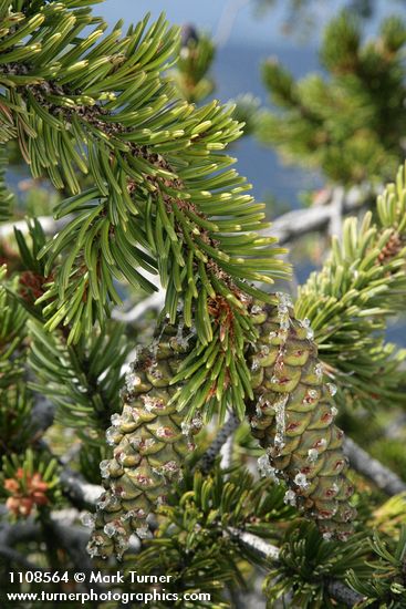 Foxtail Pine foliage & immature cones