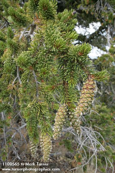 Foxtail Pine foliage & immature cones